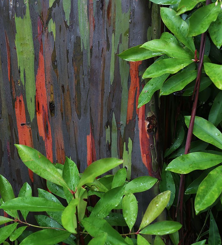 Regnbue Eukalyptus - Eucalyptus deglupa