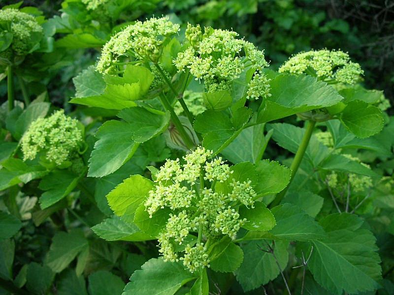 Makedonsk Persille / Sort Løvstikke - Smyrnium olusatrum