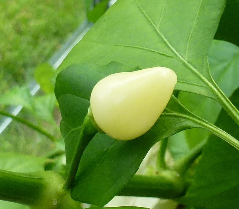 Snow White - C. chinense