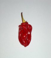 St. Lucia Island - C. annuum