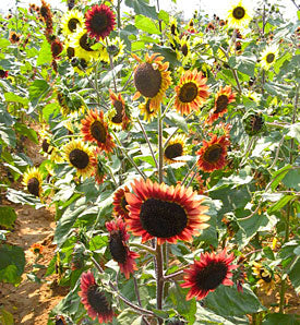 Solsikke - "Evening Colors'