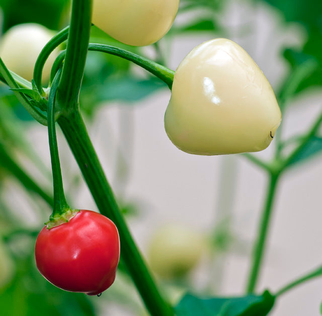 Trepadeira Werner - C. baccatum