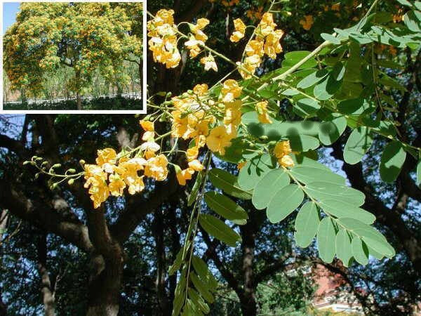 Rosewood - Tipuana Tipu