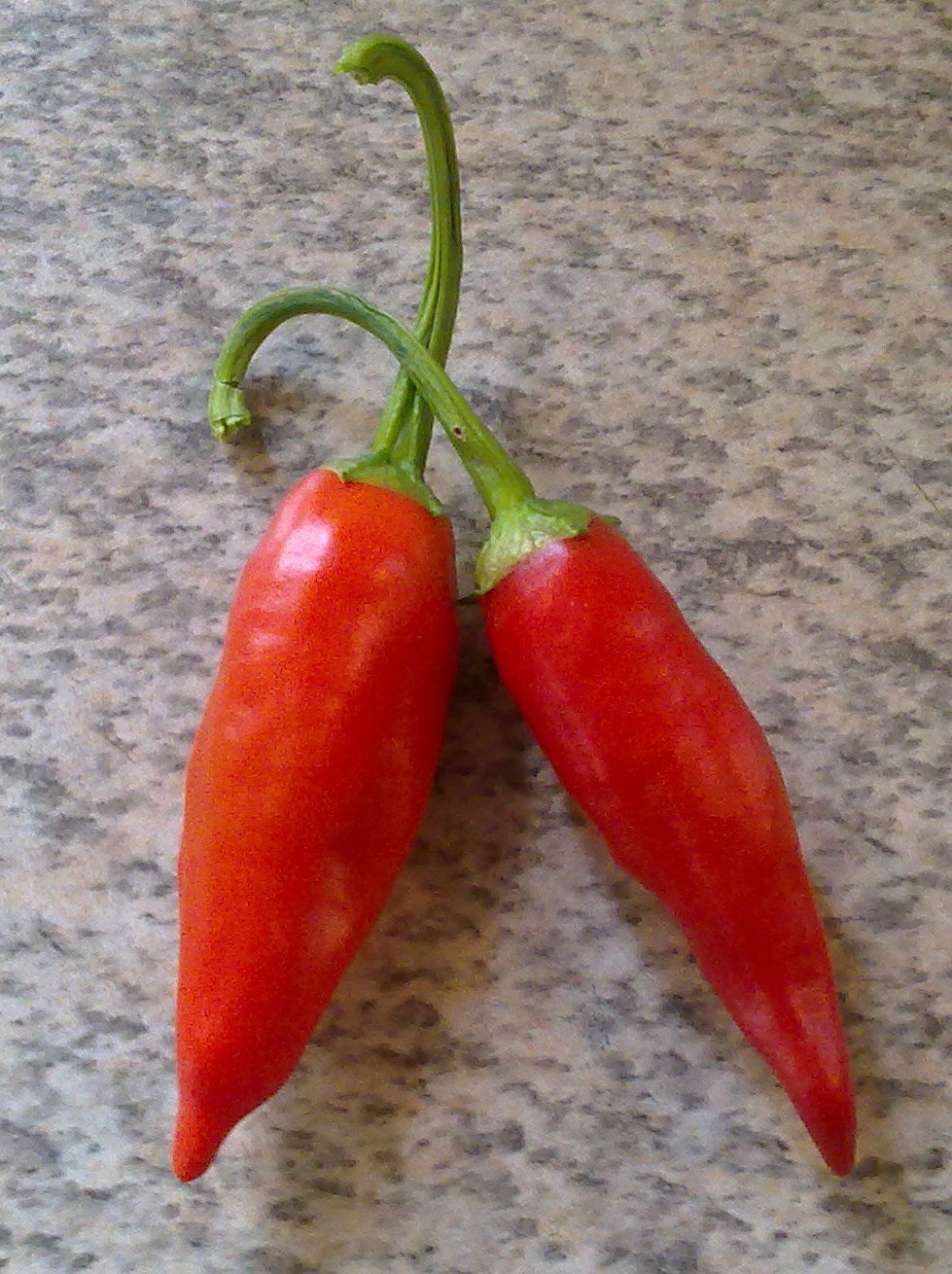 Venus Von Willendorff - Chilli