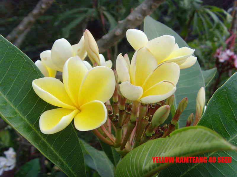 Plumeria -  Yellow Kamtenang