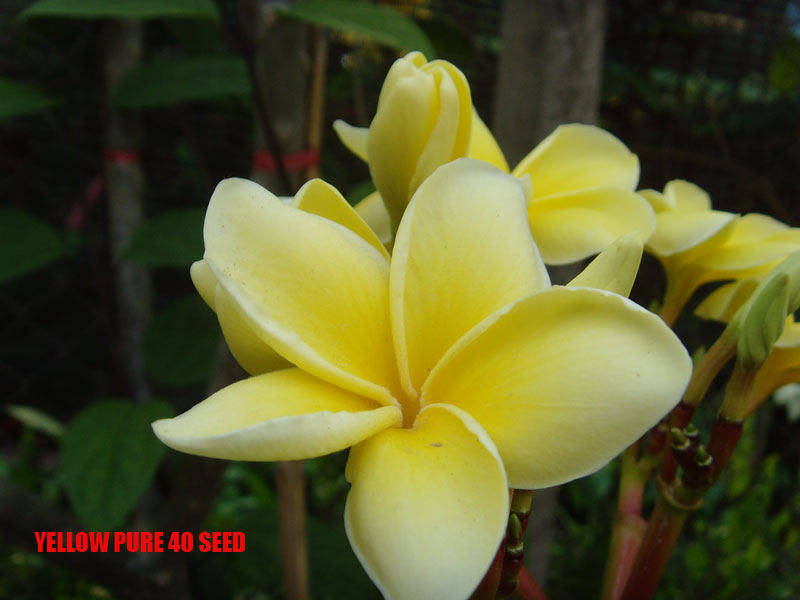 Plumeria -  Yellow Pure