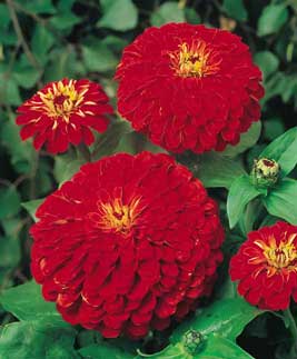 Frøkenhat  - Zinnia Elegans - Cherry Queen