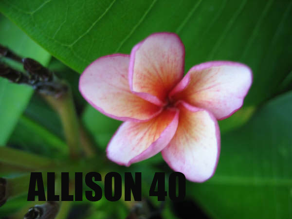 Plumeria -  Allison