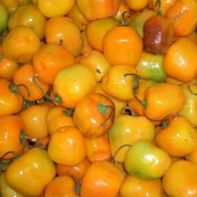 Rocotto Manzano Amarillo - Chilli