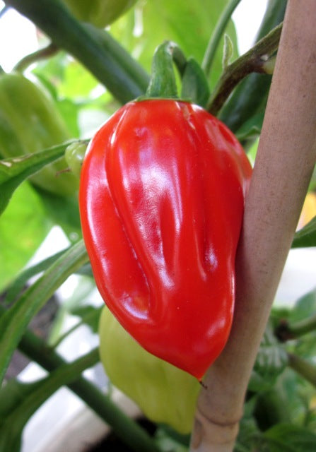 Antillais Caribbean - C. chinense