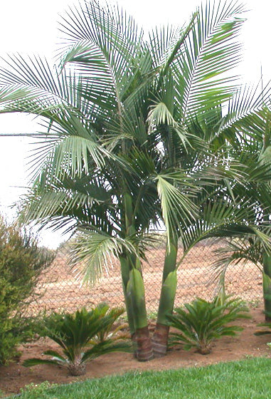 Bangalow Palme - Archontophoenix cunninghamiana