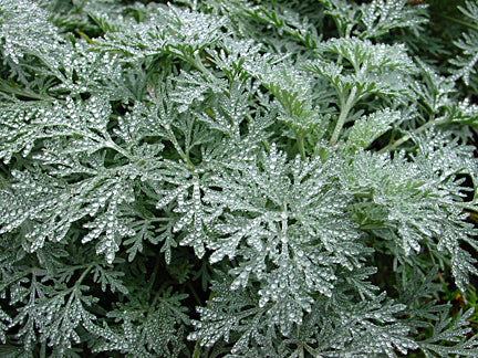 Have Malurt - Artemisia absinthium