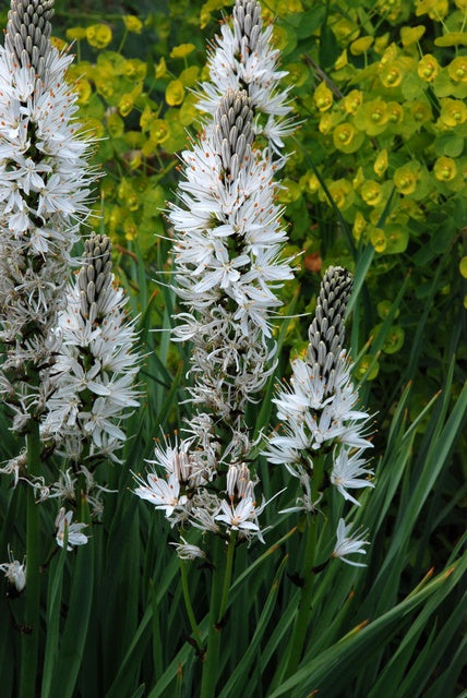 Affodil - Asphodelus albus