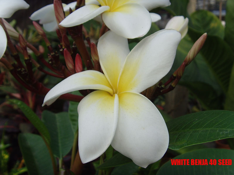 Plumeria -  White Benja