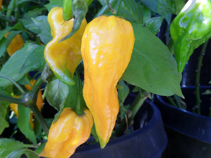 Bhut Jolokia Yellow - C. chinense