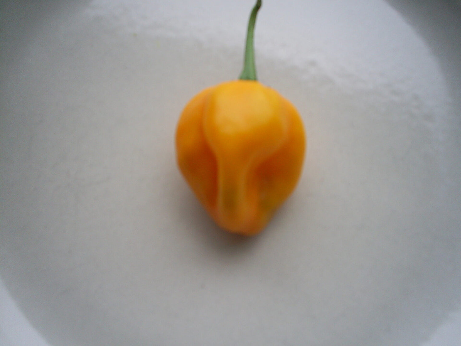 Bido Tacana (PI543181) - C. chinense