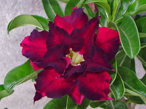Ørkenrose - Adenium 'Black Magic'