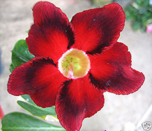 Ørkenrose - Adenium 'Blood Diamond'