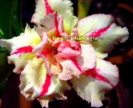 Ørkenrose - Adenium 'Bonanza'