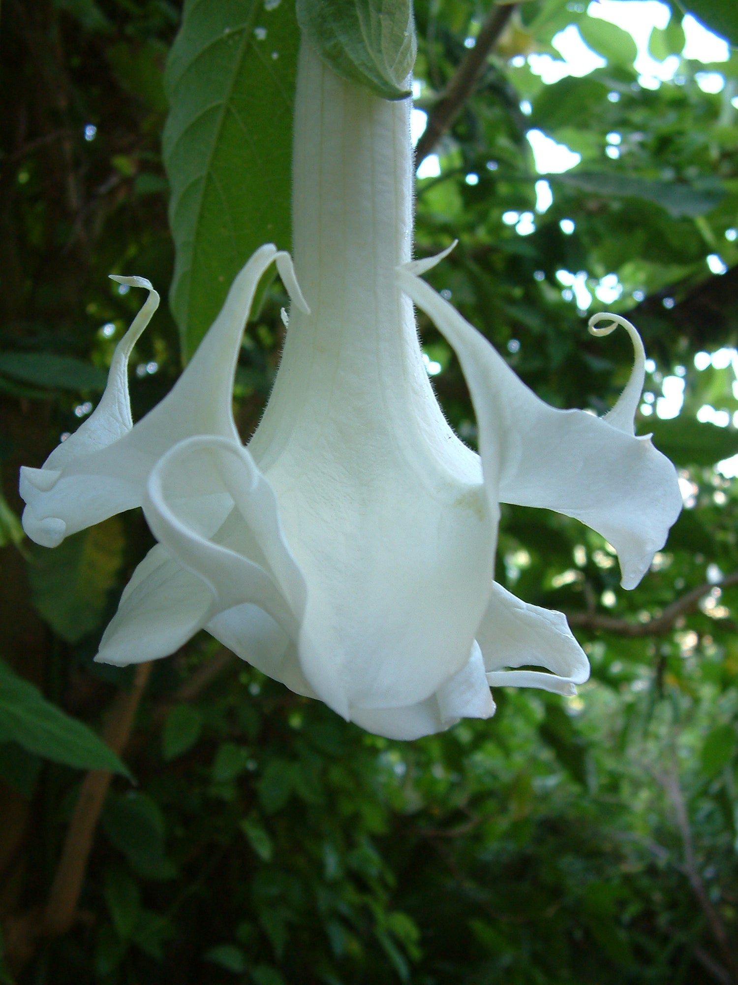 Engletrompet - Brugmansia Suaveolens - Hvid - PLANTE!!!