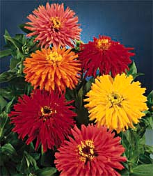 Frøkenhat, kaktus Mix - Zinnia cactus