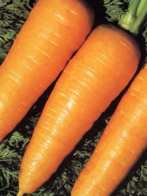 Gulerod - Chantenay Red Core