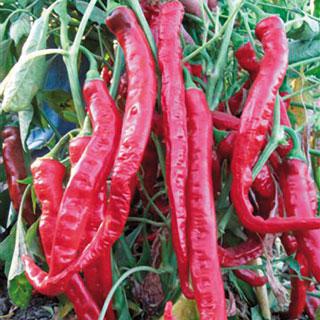 Cayenne Thick - C. annuum