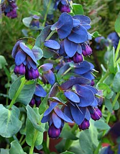 Blå Voksurt - Cerinthe major Purpurascens