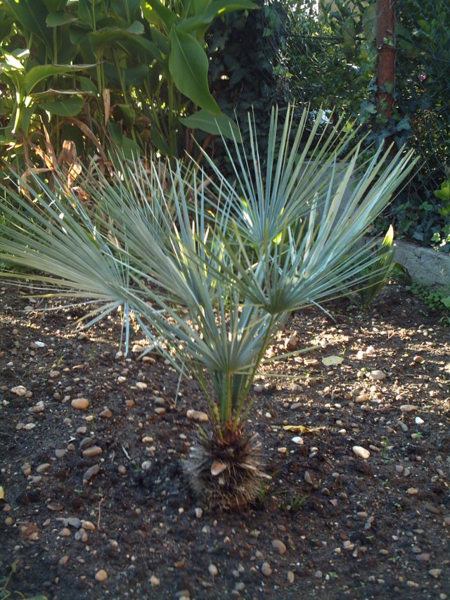Blå Middelhavs Vifte Palme - Chamaerops Humilis var. Cerifera