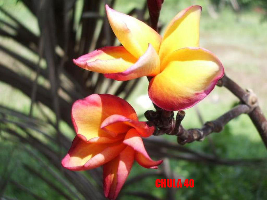 Plumeria -  Chula
