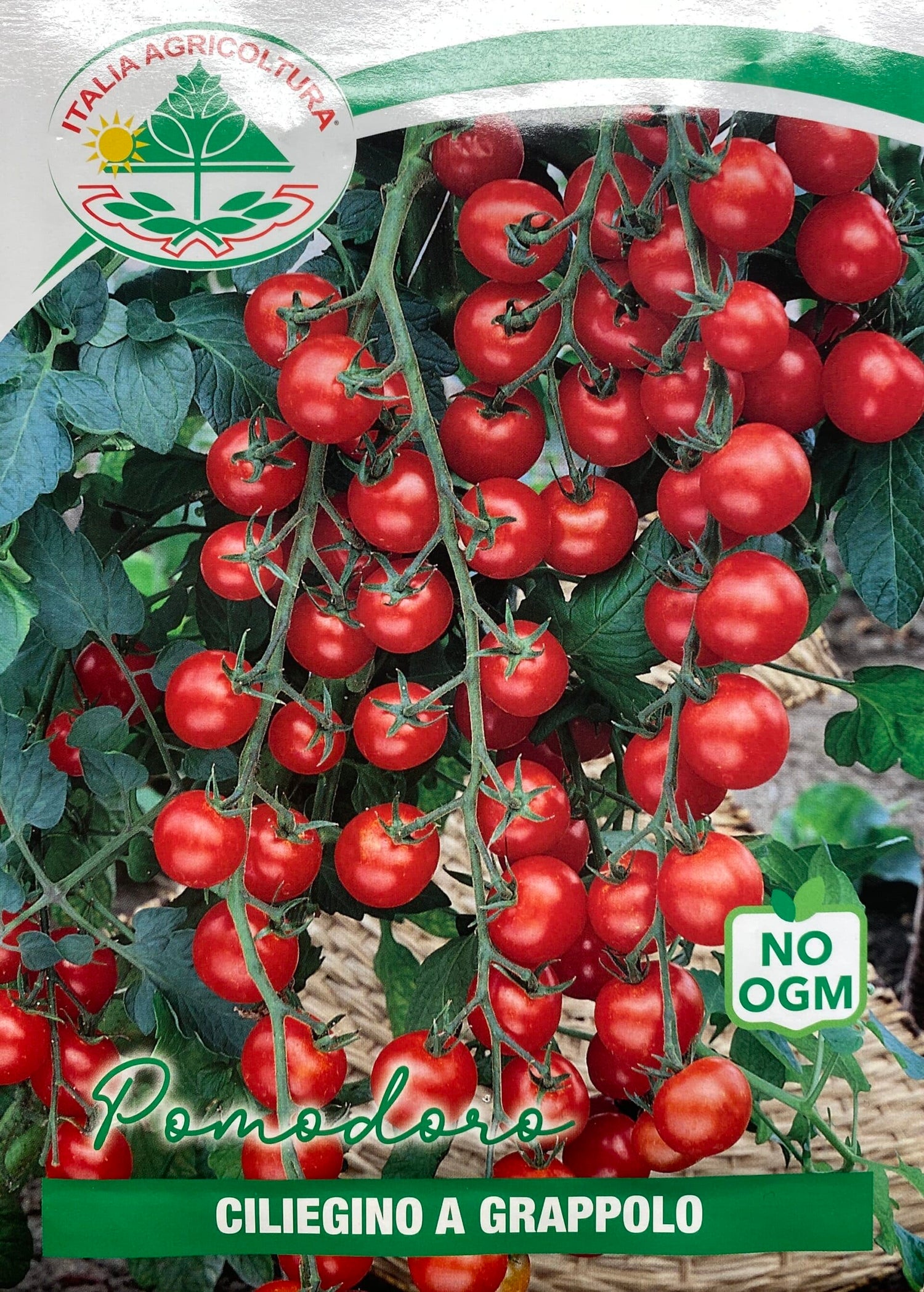 Cherrytomat - Ciliecino a Grappolo - Solanum Lycopersicum L - Italia