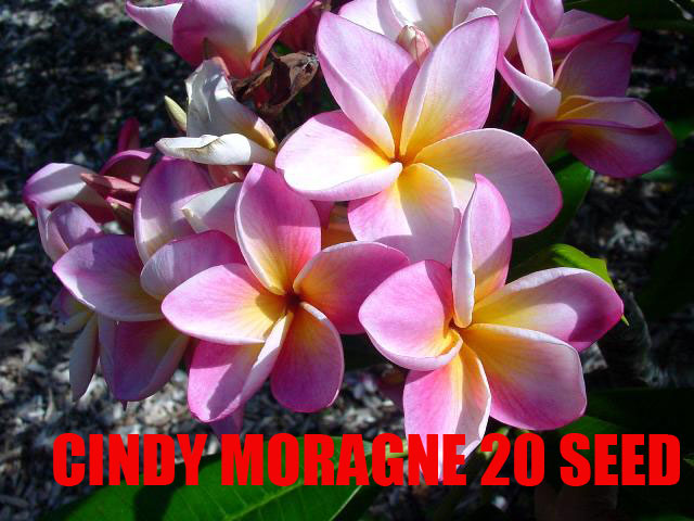 Plumeria -  Cindy Moragne