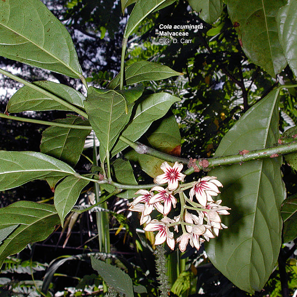 Cola Nød - Cola Acuminata - PLANTE!!!