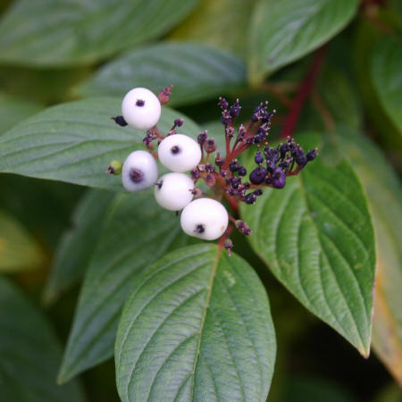 Hvid Kornel Cornus Alba Bjarne s Fr Og Planter hvid-kornel-cornus-alba-bjarne-s-fr-og-planter