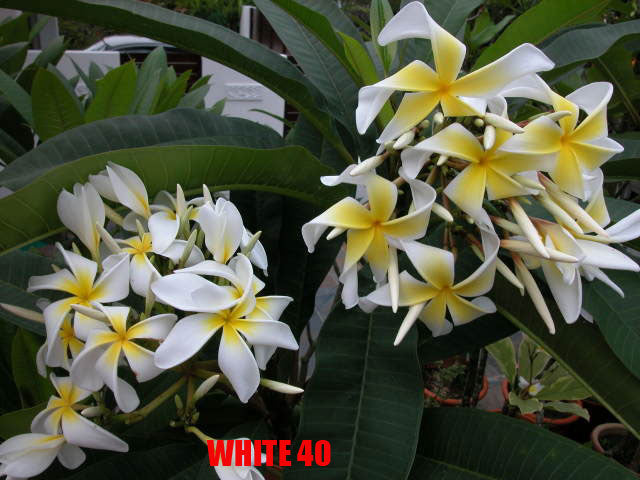 Plumeria - Curly White