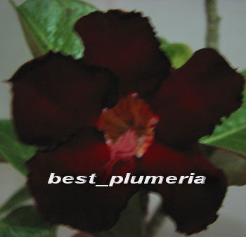 Ørkenrose - Adenium 'Dark Blood'