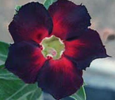 Ørkenrose - Adenium 'Dark Spicy'