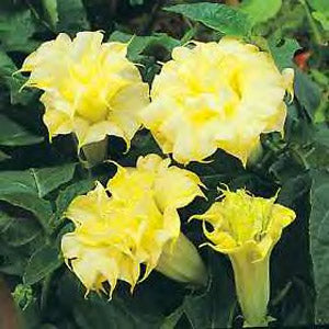 Pigæble - Datura 'Double Yellow'