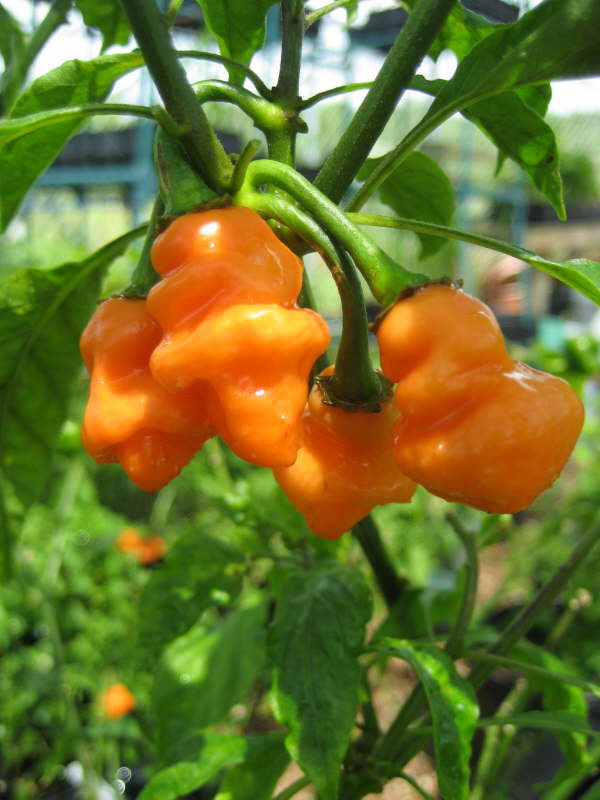 Habanero Adalberto - C. chinense