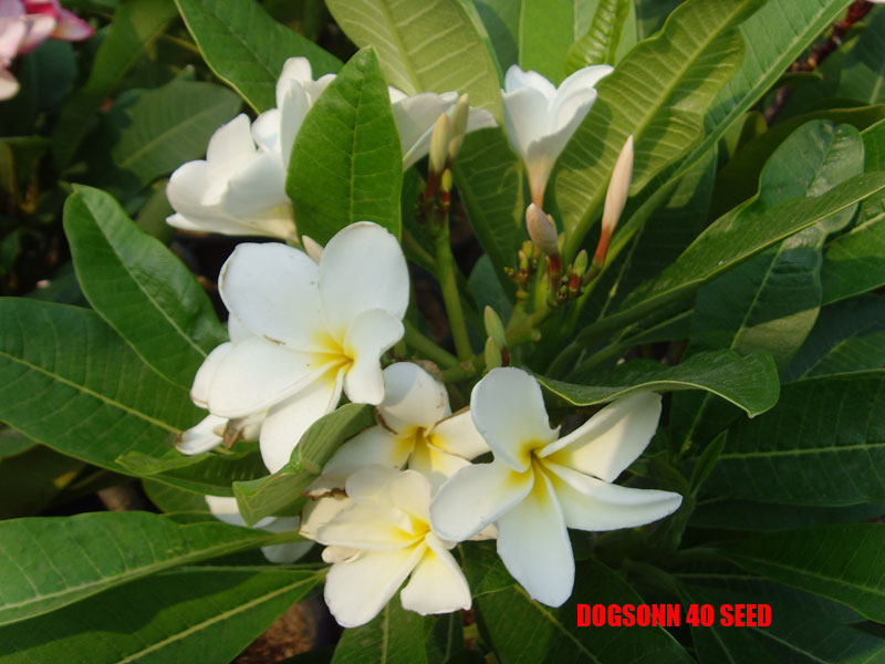 Plumeria -  Dogsonn