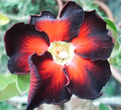 Ørkenrose - Adenium 'Double Black Fire'