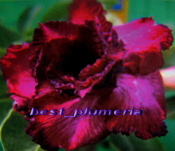 Ørkenrose - Adenium 'Double Violet'