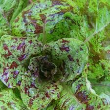 Romaine Salat - Freckles