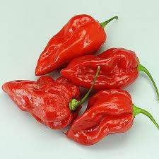 Devils Tongue Red - C. chinense