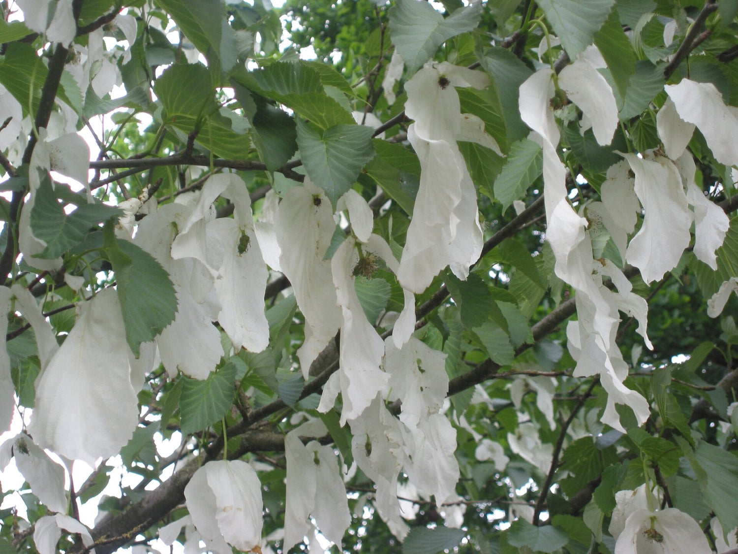Duetræ - Davidia involucrata, 13 cm potte / 20-30 cm