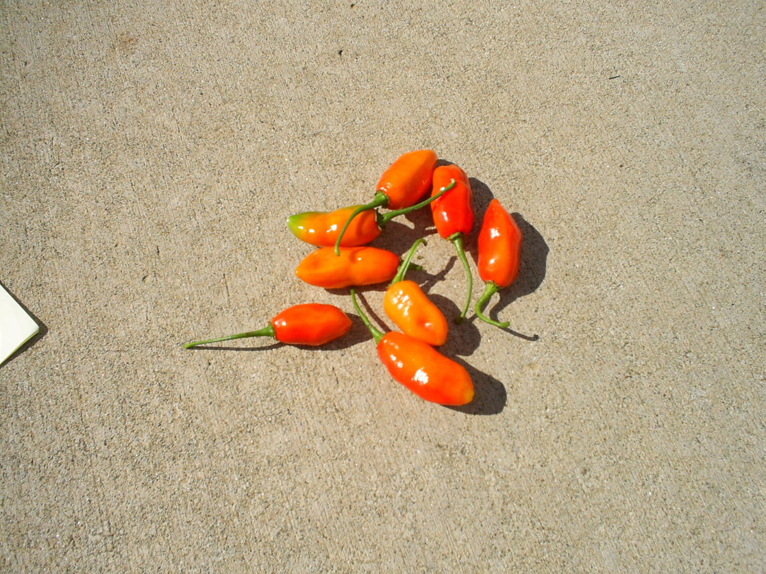 Ecuadorian Devil - C. annuum