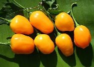 El Oro de Ecuador C. BACCATUM