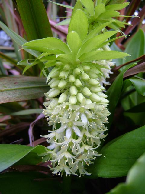 Ananas Lilje - Eucomis Bicolor Alba - PLANTE