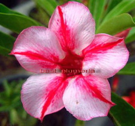 Ørkenrose - Adenium 'Fine Star'