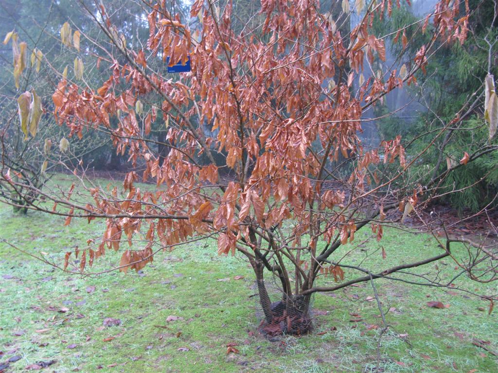 Fortunearia sinensis